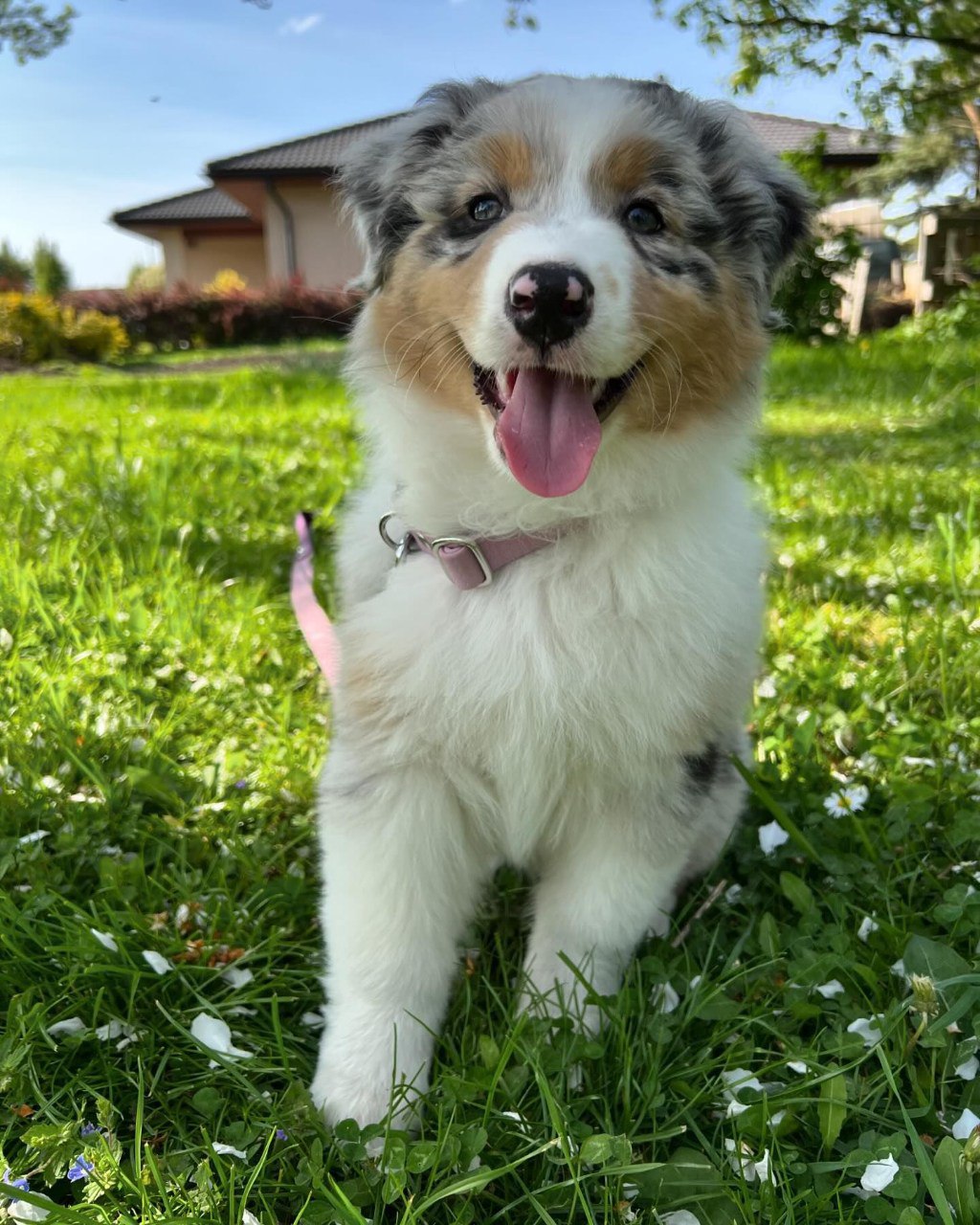 Annie - Australian Shepherd Puppy (photo 1 of 9)
